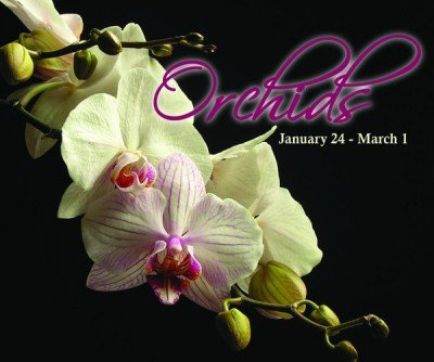 Winter Orchids 2015 at Buffalo & Erie County Botanical Gardens — Jan 26, 2015