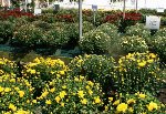 Mischler's Florist, inc