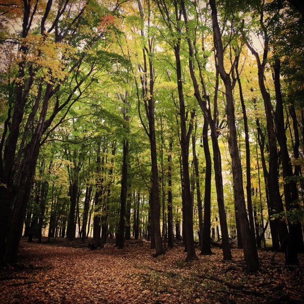 Reinstein Woods Environmental Education Center