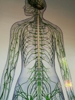 Lackawanna Chiropractic