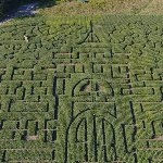 The MAiZE