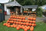 Wheatfield Pumpkin Farm
