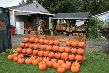 Wheatfield Pumpkin Farm in Buffalo