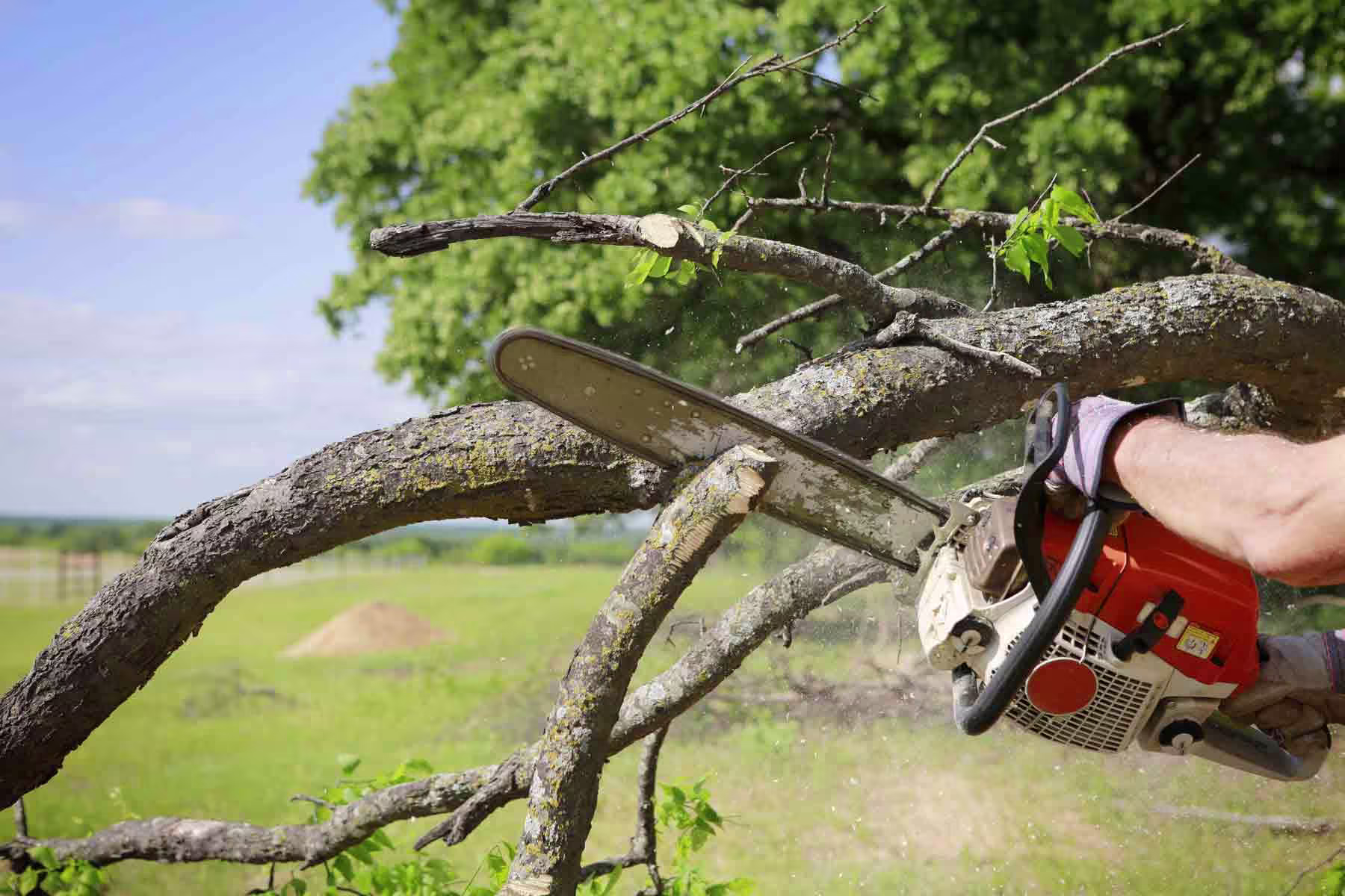 Evergreen Tree Service