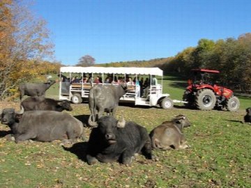 Hidden Valley Animal Adventure in Buffalo