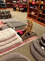 Orvis
