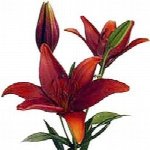 Flower A Day