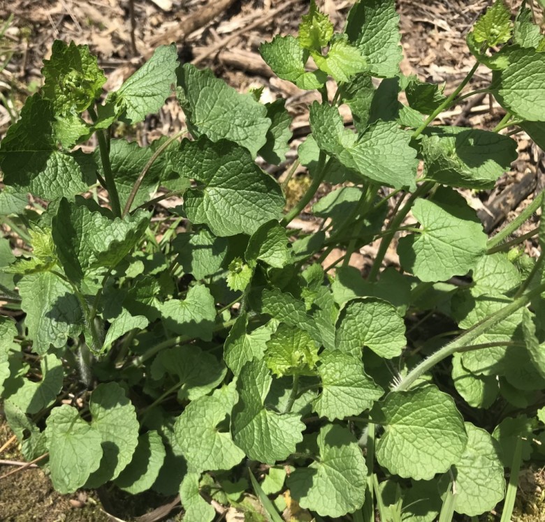 Garlic Mustard